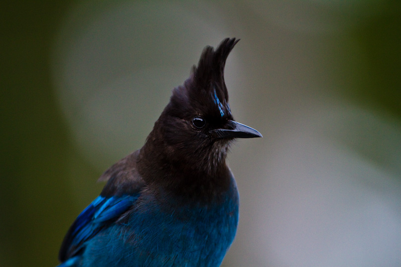 Stellars Jay